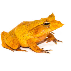 The solomon island leaf frog (colored) (ceratobatrachus guentheri)), also known as the Triangle Frog, is a true marvel of evolution.