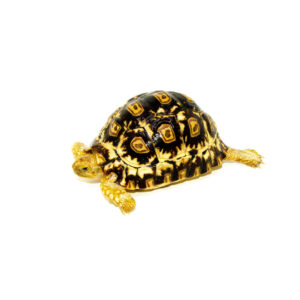 South African Giant Leopard Tortoise Female 1 (4-5 inch)(Stigmochelys p. pardalis)