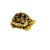 South African Giant Leopard Tortoise Female
