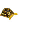 South African Giant Leopard Tortoise Female 3 (4-5 inch)(Stigmochelys p. pardalis)