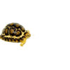 South African Giant Leopard Tortoise Female 4 (4-5 inch)(Stigmochelys p. pardalis)