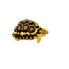 South African Giant Leopard Tortoise Female 5 (4-5 inch)(Stigmochelys p. pardalis)
