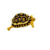 South African Giant Leopard Tortoise Female