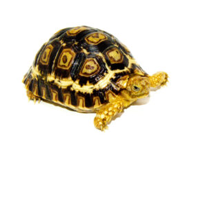 South African Giant Leopard Tortoise Female 7 (4-5 inch)(Stigmochelys p. pardalis)