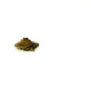 Southern Black-knobbed Sawback Map Turtle (Graptemys nigrinoda delticola)