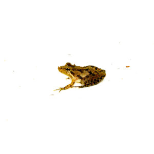 southern cricket frog (acris gryllus)