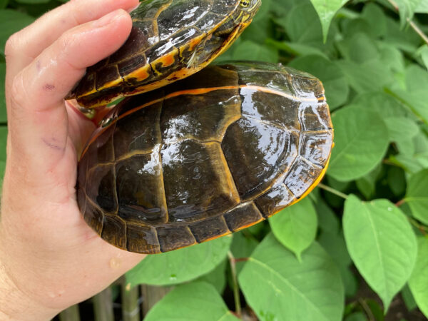 Southern Painted Turtle Adult Pair