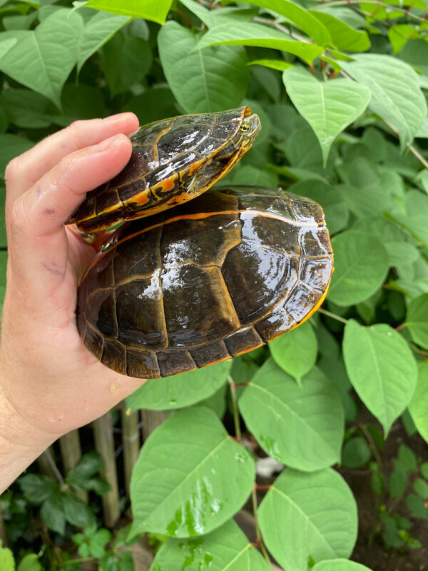 Southern Painted Turtle Adult Pair