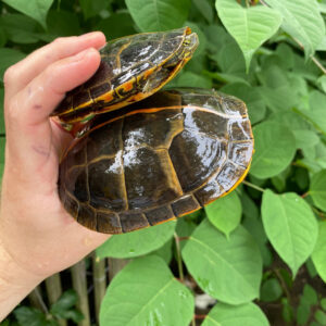 Southern Painted Turtle Adults