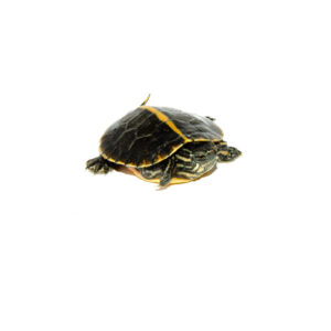 Southern Painted Turtle Babies for sale