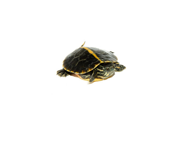 Southern Painted Turtle Babies for sale