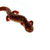 The southern red salamander (pseudotriton ruber vioscai) is one of North America's most vibrant amphibians. With its bright reddish-orange body and bold black spots