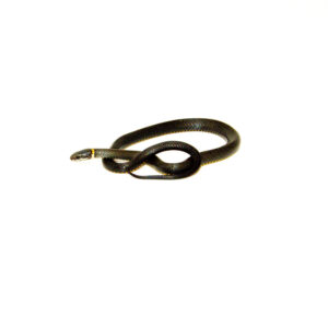 Southern Ring-necked Snake (Diadophis punctatus)