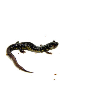 The southern slimy salamander (plethodon teyahalee) is a striking member of the Plethodontidae family, native to the Appalachian Mountains and southeastern United States.
