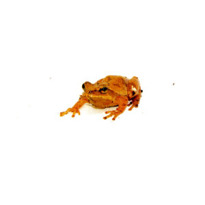 The southern spring peeper (pseudacris crucifer bartramiana) is one of the most iconic tree frogs of the southeastern United State