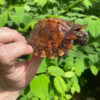 Spiny Hill Turtle CB Female