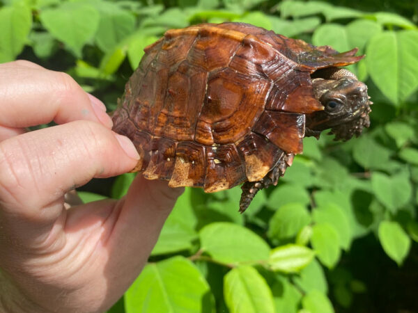 Spiny Hill Turtle CB Female