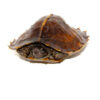 Spiny Hill Turtle (Heosemys spinosa)
