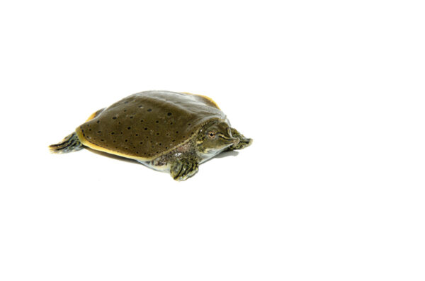 Spiny Softshell Turtle Baby