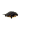 Spotted Turtle Babies