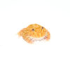 Among amphibian enthusiasts, the strawberry pacman frog (ceratophrys cranwelli) stands out as one of the most colorful and charismatic pet frogs available