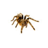 Striped Knee Tarantulas (Aphonopelma seemanni) are one of the most visually striking species available to hobbyists. Known for their distinctive white striping