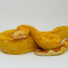 Super Coral Albino Red Tail Boa Constrictor Male - #SCARTBM1