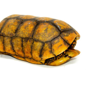 Super Hi Yellow Foot Tortoise Adult Male (14 inch) (Geochelone denticulata) - #SHYFTAM1