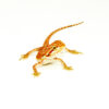 The super red bearded dragon (Pogona vitticeps) is a standout lizard in the reptile world. Known for its rich red hues