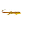 The Suriname dwarf rainforest gecko (Gonatodes humeralis) is one of the most visually striking and underrated micro-geckos in the reptile hobby.