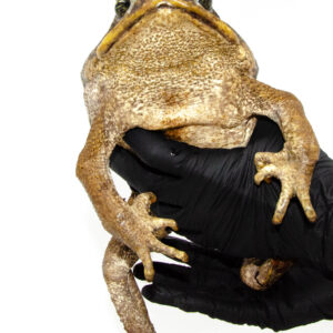 If you're looking for a bold and unforgettable amphibian to add to your collection, the suriname giant marine toad (bufo marinus) is a top contender