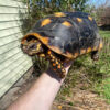 Suriname Red Foot Tortoise Adult Pair