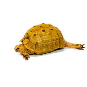 Syrian Golden Greek Tortoise Adult Female 1 (Testudo graeca terrestris) - #SGGTAF1