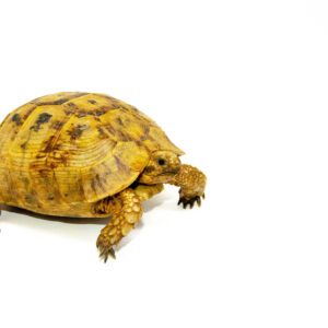 Syrian Golden Greek Tortoise Adult Female 10 (Testudo graeca terrestris) - #SGGTAF10