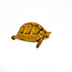 Syrian Golden Greek Tortoise Adult Female 11 (Testudo graeca terrestris) - #SGGTAF11