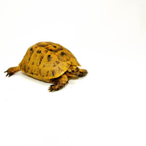 Syrian Golden Greek Tortoise Adult Female 12 (Testudo graeca terrestris) - #SGGTAF12