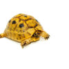 Syrian Golden Greek Tortoise Adult Female 2 (Testudo graeca terrestris) - #SGGTAF2