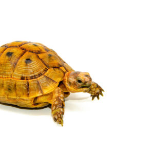 Syrian Golden Greek Tortoise Adult Female 3 (Testudo graeca terrestris) - #SGGTAF3