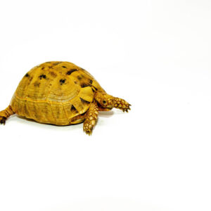 Syrian Golden Greek Tortoise Adult Female 4 (Testudo graeca terrestris) - #SGGTAF4