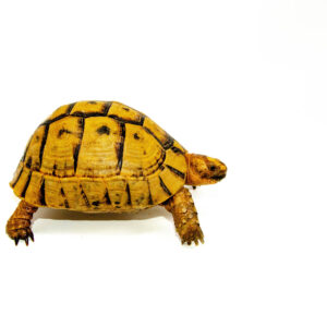 Syrian Golden Greek Tortoise Adult Female 5 (Testudo graeca terrestris) - #SGGTAF5