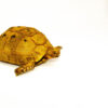 Syrian Golden Greek Tortoise Adult Female 6 (Testudo graeca terrestris) - #SGGTAF6