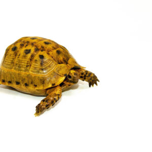 Syrian Golden Greek Tortoise Adult Female 7 (Testudo graeca terrestris) - #SGGTAF7
