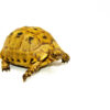 Syrian Golden Greek Tortoise Adult Female 8 (Testudo graeca terrestris) - #SGGTAF8