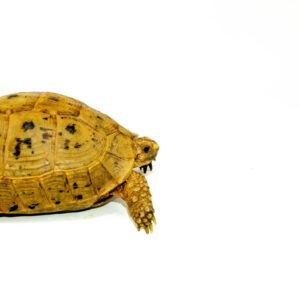 Syrian Golden Greek Tortoise Adult Female 9 (Testudo graeca terrestris) - #SGGTAF9