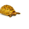 Syrian Golden Greek Tortoise Adult Male 1 (Testudo graeca terrestris) - #SGGTAM1