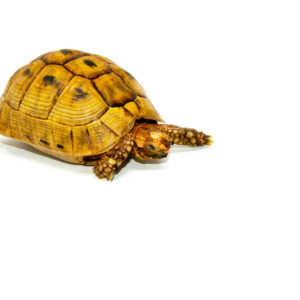 Syrian Golden Greek Tortoise Adult Male 1 (Testudo graeca terrestris) - #SGGTAM1