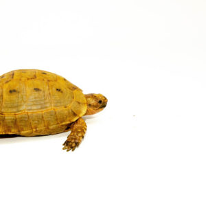Syrian Golden Greek Tortoise Adult Male 10 (Testudo graeca terrestris) - #SGGTA10