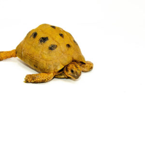Syrian Golden Greek Tortoise Adult Male 11 (Testudo graeca terrestris) - #SGGTA11