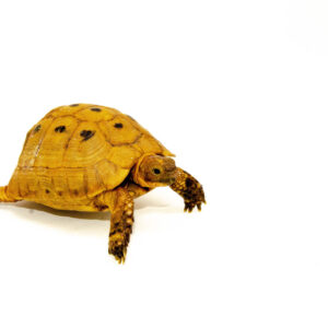 Syrian Golden Greek Tortoise Adult Male 12 (Testudo graeca terrestris) - #SGGTA12