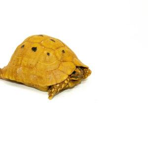 Syrian Golden Greek Tortoise Adult Male 13 (Testudo graeca terrestris) - #SGGTA13